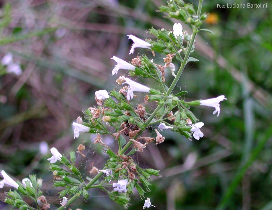  Image name: nepitella4.jpg 
 width: 900 pixel 
 height: 695 pixel 
 Size: 75097 bytes 
 Click to enlarge 